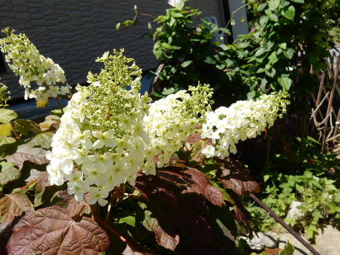 ’16,6,2(木)紫陽花を探しながら~!_f0060461_14214846.jpg