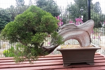 フラトン植物園の盆栽展_e0350971_14471032.jpg