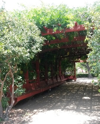 フラトン植物園の盆栽展_e0350971_14552234.jpg