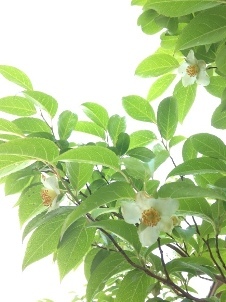 森の月ヨーガ in 山鹿カルチャー***_e0290872_17112558.jpeg