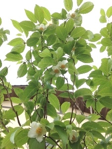 森の月ヨーガ in 山鹿カルチャー***_e0290872_17140647.jpeg