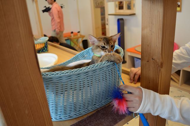 16 6 1 猫カフェ バロン その2 死すべきキモオタ 或いは怠惰な脂肪の塊 16 6 1 猫カフェ バロン その2 死すべきキモオタ 或いは怠惰な脂肪の塊