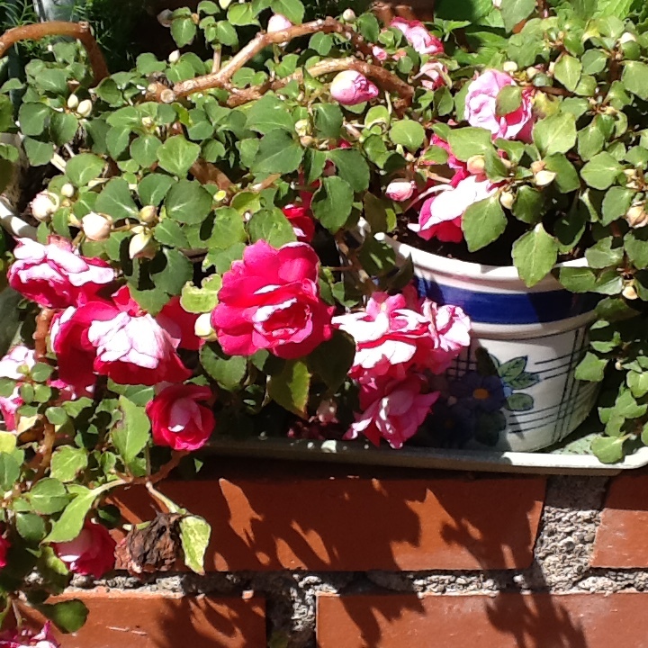 b0330288_14021196.jpeg