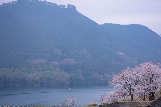 寺内ダム周辺の桜_e0176993_06534848.jpg