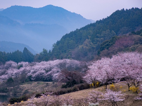 寺内ダム周辺の桜_e0176993_06534868.jpg