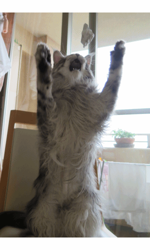 d0335701_22464280.gif