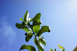 f0190020_801720.jpg