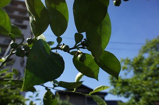f0190020_802884.jpg