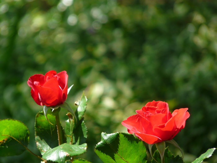  Petites Lettres Rouges_b0286321_931564.jpg