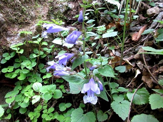 奥秩父　天理岳を越えて両神山へ　　　　　Mount Tenri to Ryōkami in Chichibu-Tama-Kai National Park_f0308721_21542350.jpg