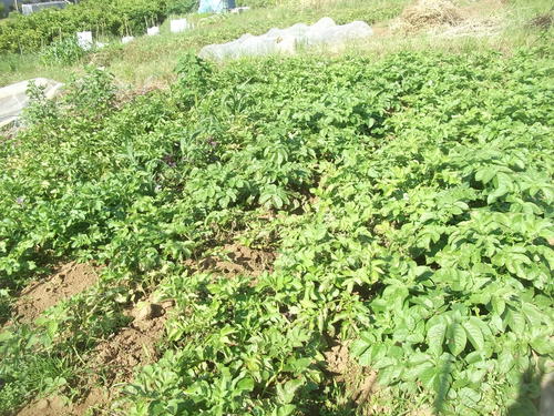 ジャガイモの収穫時期ですが 家庭菜園日記 すろーらいふ 茅ケ崎のはまちゃん 野菜つくり