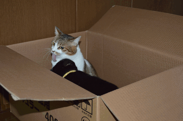 c0136736_1225681.gif