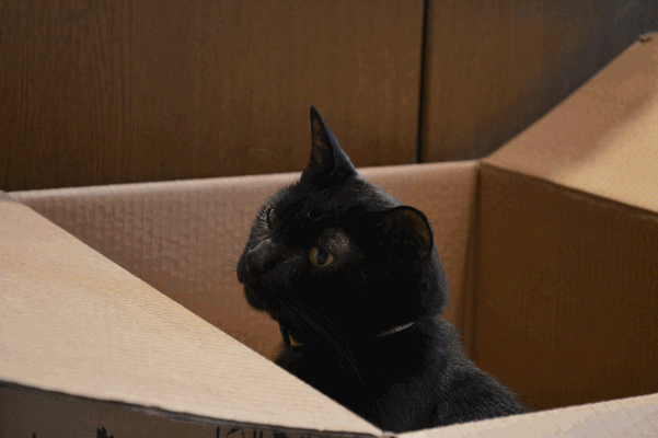 c0136736_1232157.gif