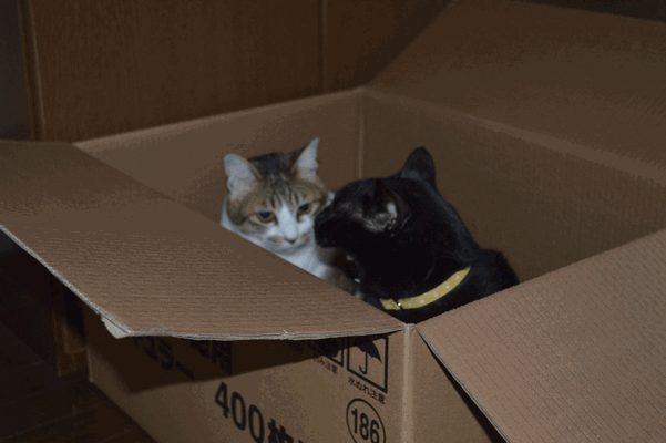 c0136736_1254598.gif