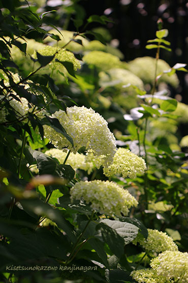 紫陽花の季節とおはぎ_a0264538_20585803.jpg