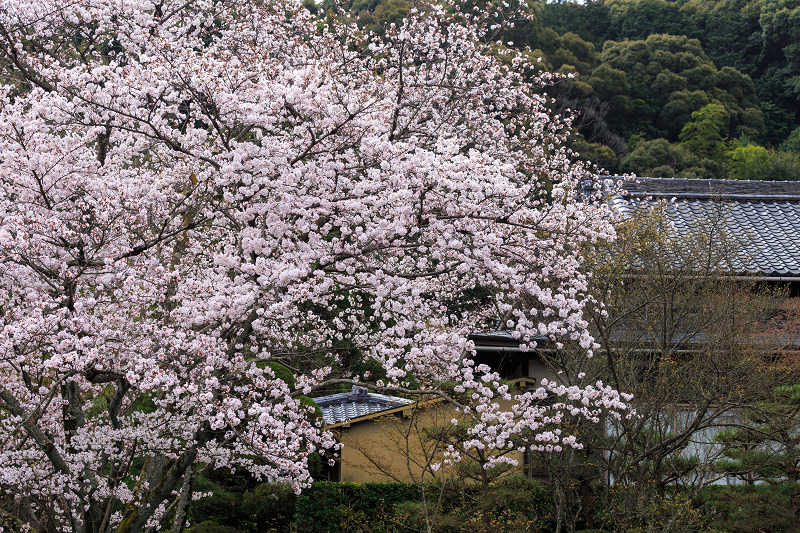 京の桜2016・春の花咲く一休寺と普賢寺観音寺（京田辺市）_f0155048_22595824.jpg