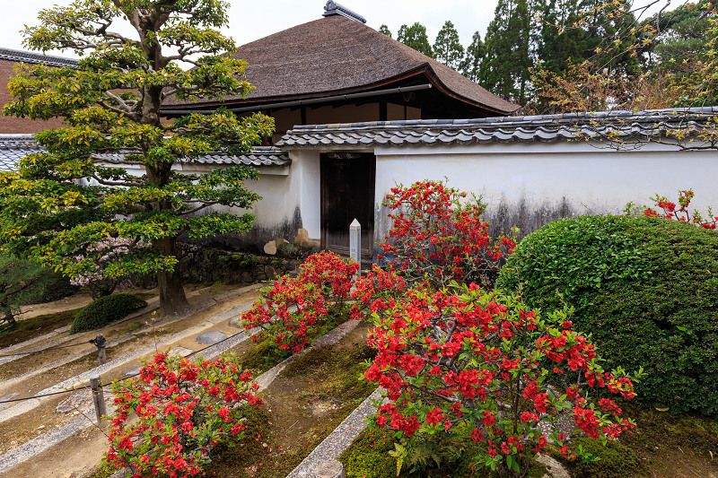 京の桜2016・春の花咲く一休寺と普賢寺観音寺（京田辺市）_f0155048_2304536.jpg