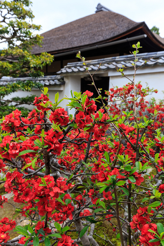 京の桜2016・春の花咲く一休寺と普賢寺観音寺（京田辺市）_f0155048_2304787.jpg
