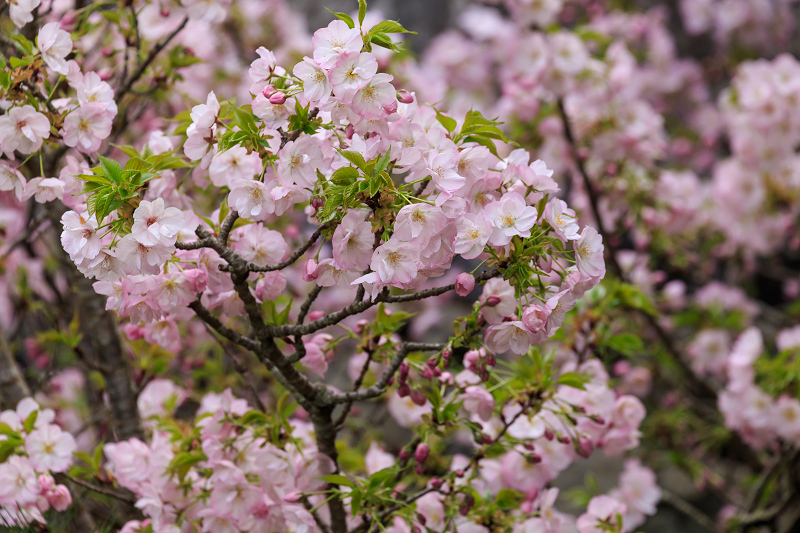 京の桜2016・春の花咲く一休寺と普賢寺観音寺（京田辺市）_f0155048_2321127.jpg