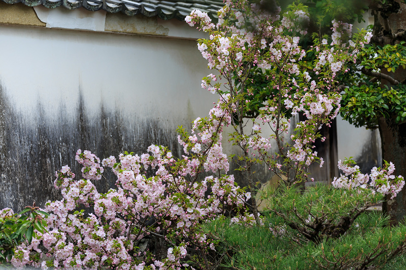 京の桜2016・春の花咲く一休寺と普賢寺観音寺（京田辺市）_f0155048_232591.jpg