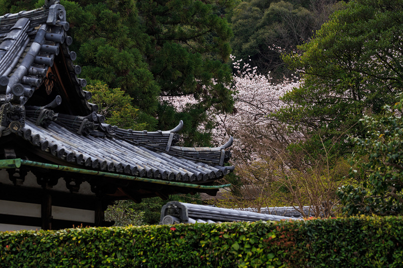 京の桜2016・春の花咲く一休寺と普賢寺観音寺（京田辺市）_f0155048_2331716.jpg