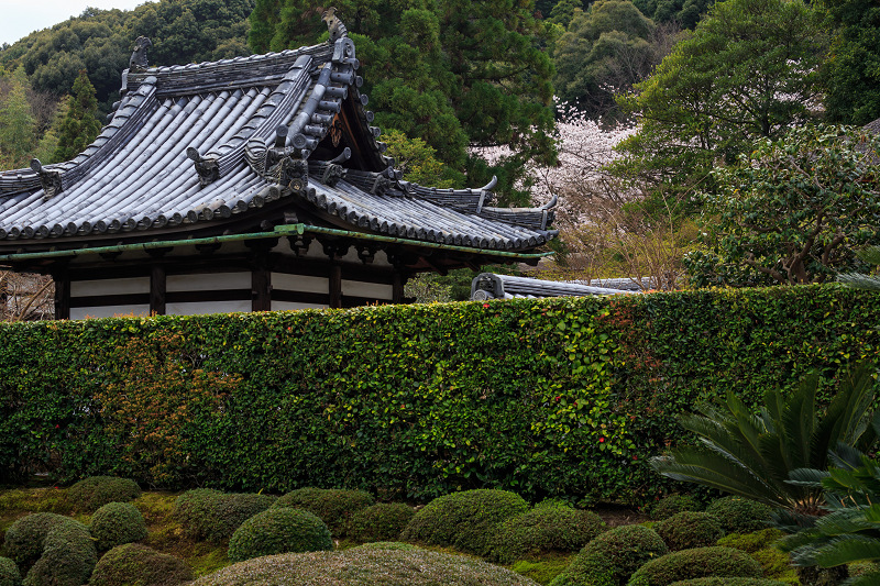 京の桜2016・春の花咲く一休寺と普賢寺観音寺（京田辺市）_f0155048_233525.jpg