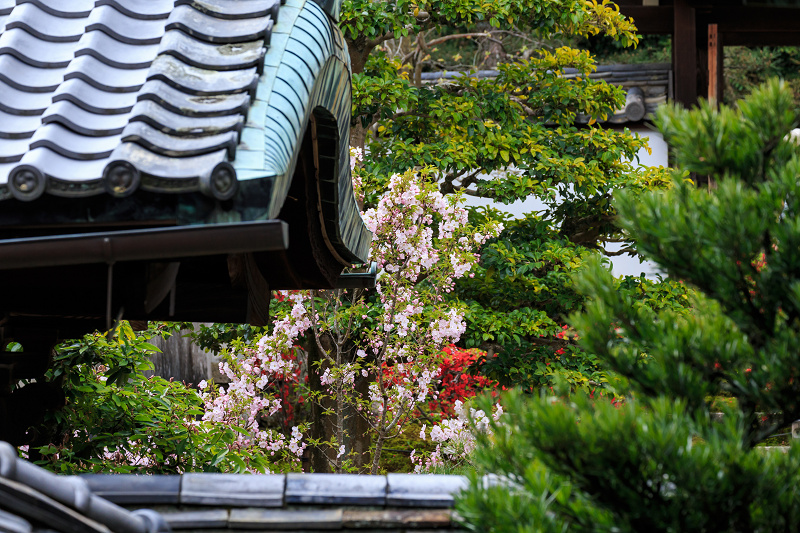 京の桜2016・春の花咲く一休寺と普賢寺観音寺（京田辺市）_f0155048_2342922.jpg