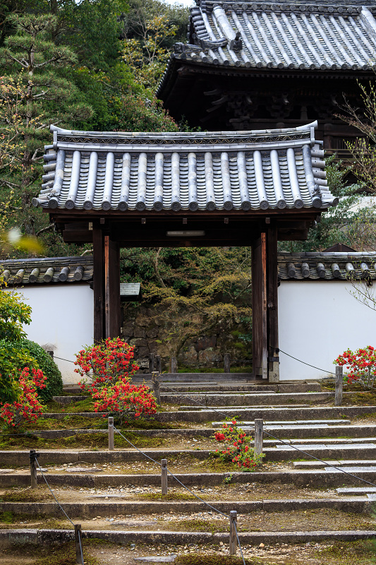 京の桜2016・春の花咲く一休寺と普賢寺観音寺（京田辺市）_f0155048_2343659.jpg