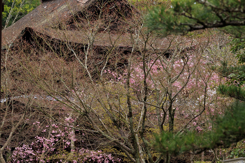 京の桜2016・春の花咲く一休寺と普賢寺観音寺（京田辺市）_f0155048_2345166.jpg