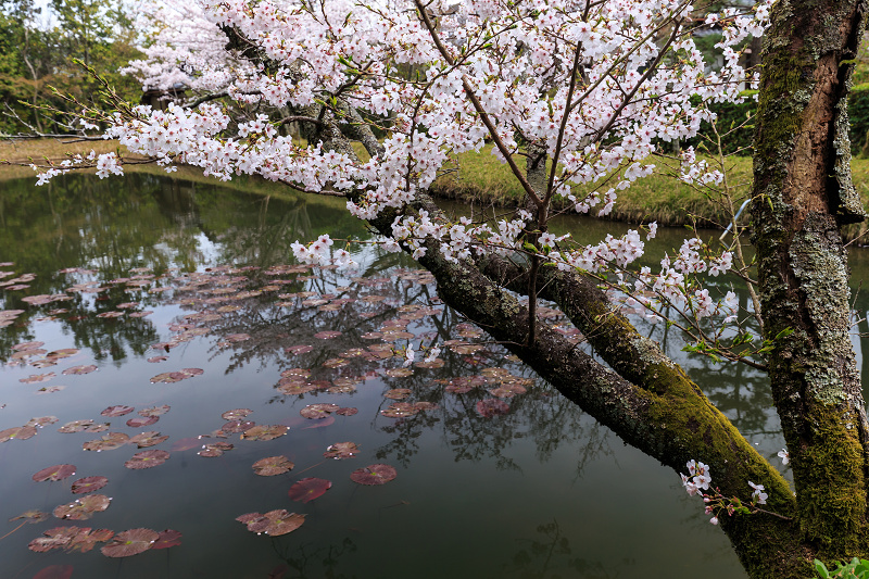 京の桜2016・春の花咲く一休寺と普賢寺観音寺（京田辺市）_f0155048_2361586.jpg
