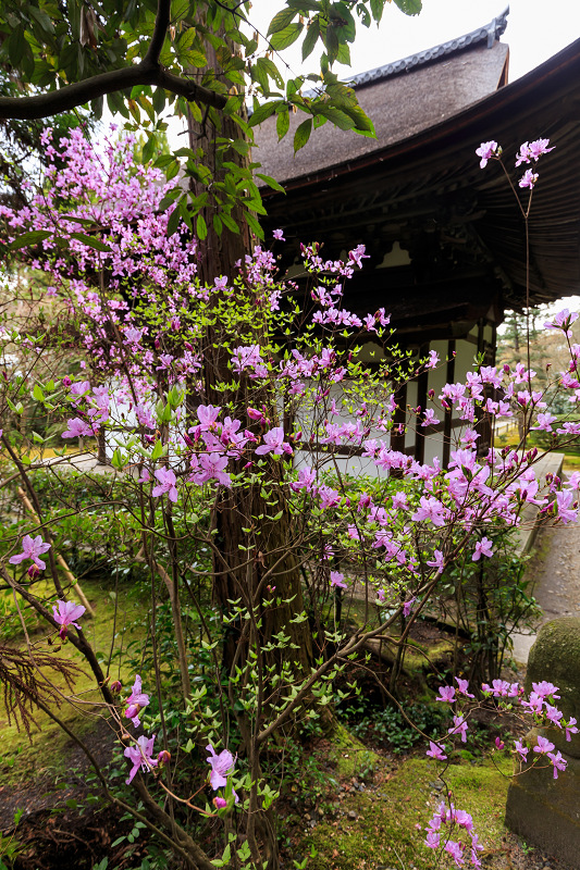 京の桜2016・春の花咲く一休寺と普賢寺観音寺（京田辺市）_f0155048_2362457.jpg