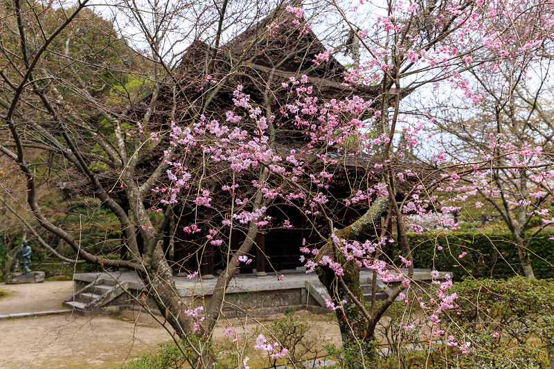 京の桜2016・春の花咲く一休寺と普賢寺観音寺（京田辺市）_f0155048_2365116.jpg