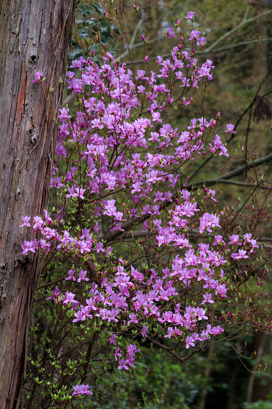 京の桜2016・春の花咲く一休寺と普賢寺観音寺（京田辺市）_f0155048_2371771.jpg