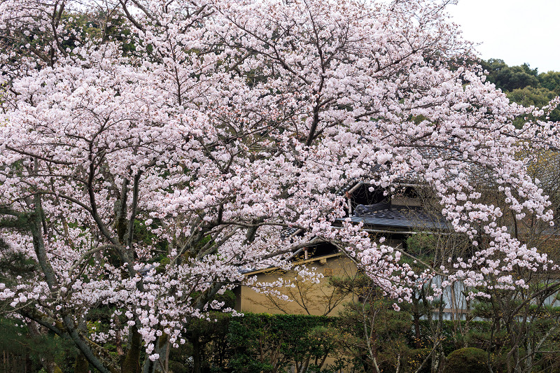 京の桜2016・春の花咲く一休寺と普賢寺観音寺（京田辺市）_f0155048_2381223.jpg
