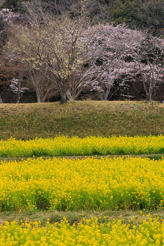 京の桜2016・春の花咲く一休寺と普賢寺観音寺（京田辺市）_f0155048_2384162.jpg