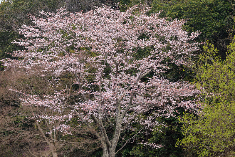 京の桜2016・春の花咲く一休寺と普賢寺観音寺（京田辺市）_f0155048_2384818.jpg