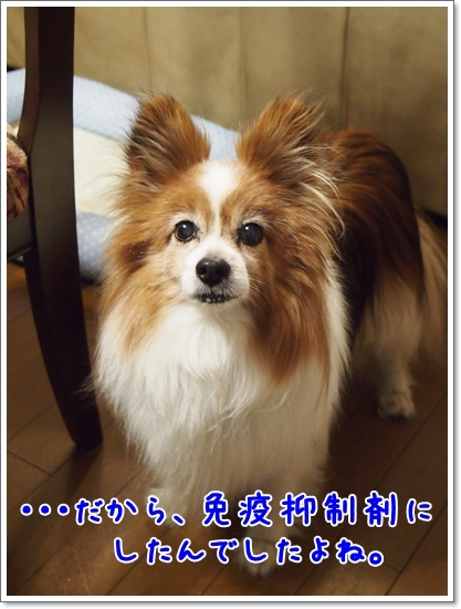 怖かったステロイド くろわんこ日記 怖かったステロイド くろわんこ日記