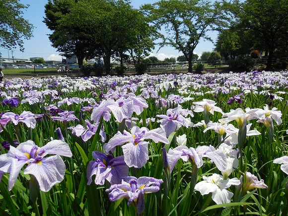 赤堀花菖蒲園と女堀 群馬で生まれ育った男のブログ