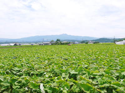 最旬食材!無農薬・無化学肥料栽培で育てた熊本県菊池市産の「有機栽培の水田ごぼう」早い者勝ちです!_a0254656_17171994.jpg