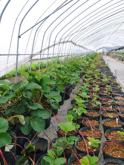 熊本県菊池市産!有機栽培の水田ごぼう 今まさに最旬食材!期間限定商品のためご注文はお急ぎ下さい!_a0254656_17522451.jpg