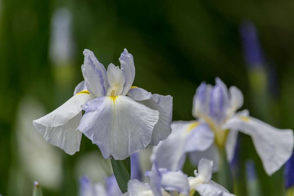 相模原公園の花菖蒲_f0044056_20585521.jpg