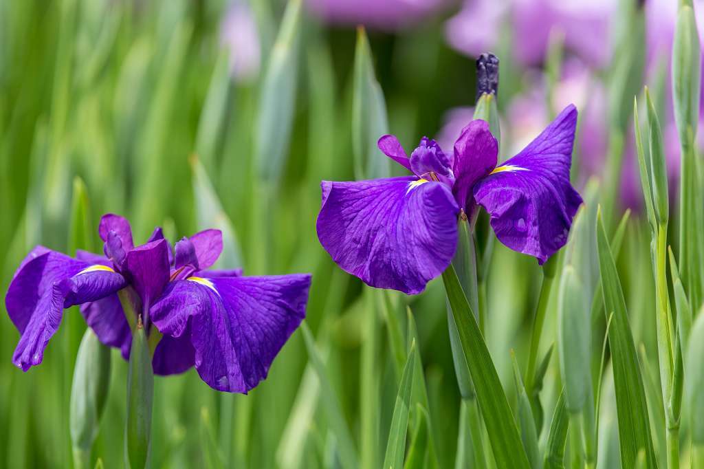 相模原公園の花菖蒲_f0044056_20591499.jpg