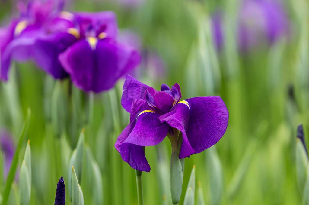 相模原公園の花菖蒲_f0044056_21002450.jpg