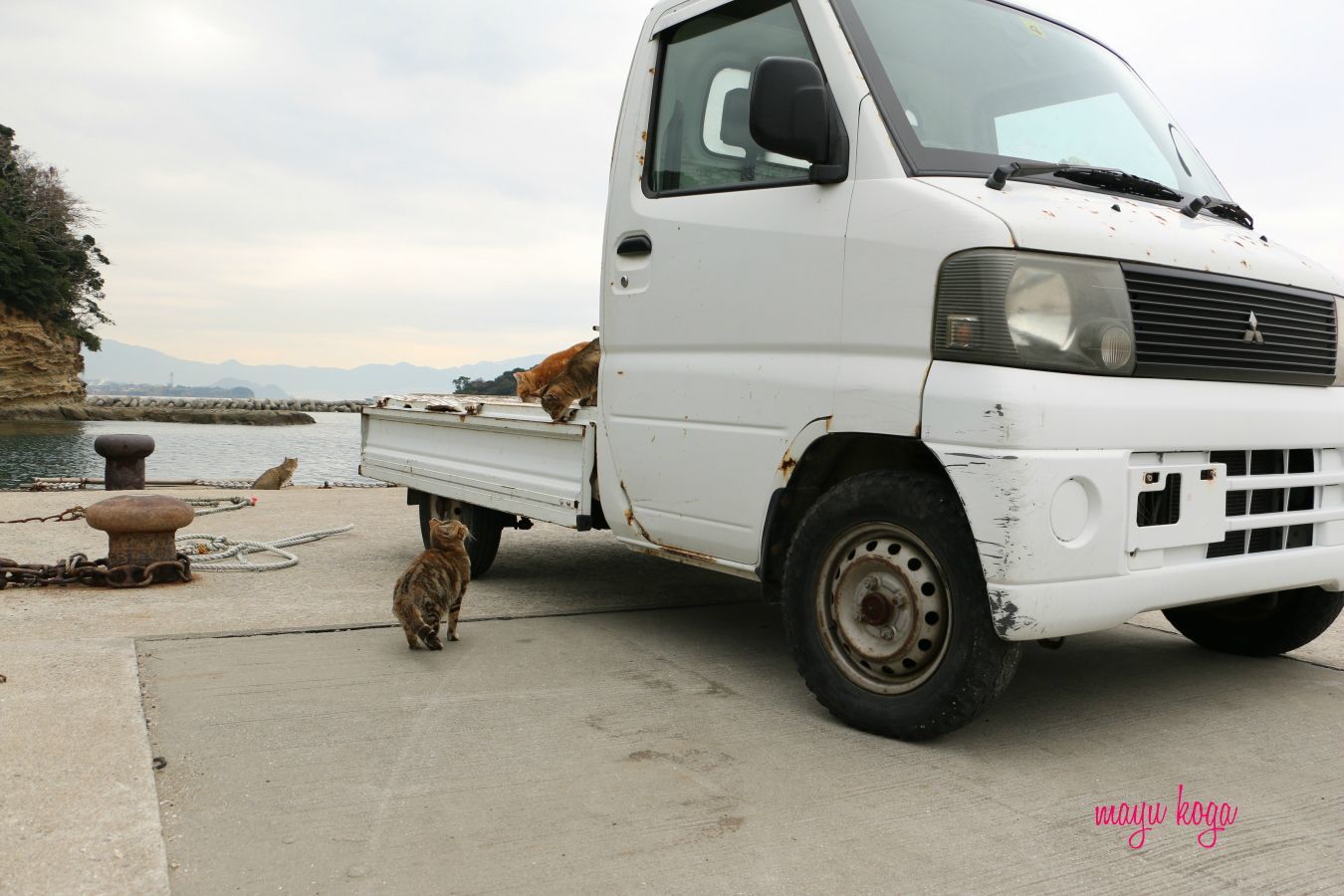 島の猫の遊び場_e0255060_00545475.jpg