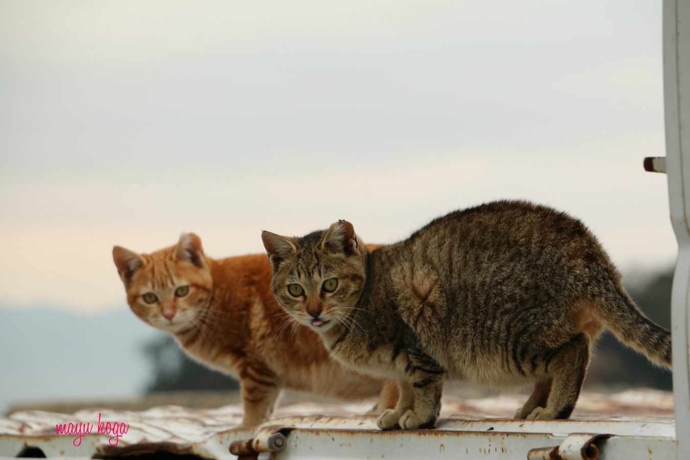 島の猫の遊び場_e0255060_00583203.jpg