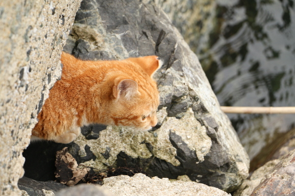 島の猫の遊び場_e0255060_01041611.jpg