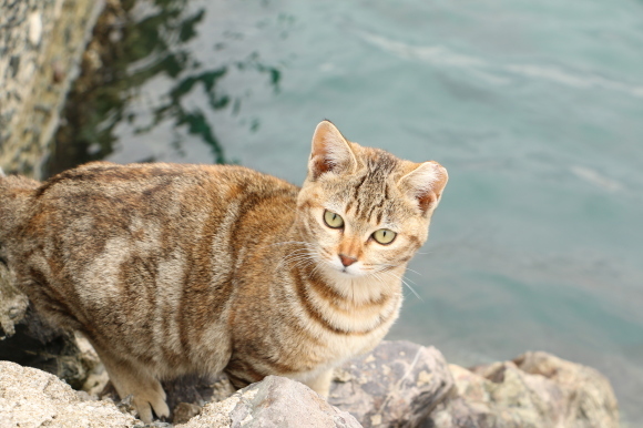島の猫の遊び場_e0255060_01051206.jpg
