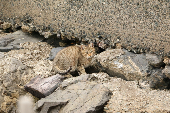 島の猫の遊び場_e0255060_01060817.jpg