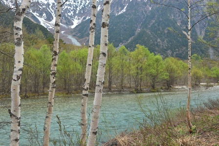 桜の咲く東北の旅　4/18～5/10　（最終）　ニリンソウ咲く徳沢_c0303868_10105816.jpg