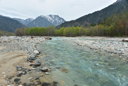 桜の咲く東北の旅　4/18～5/10　（最終）　ニリンソウ咲く徳沢_c0303868_1026848.jpg